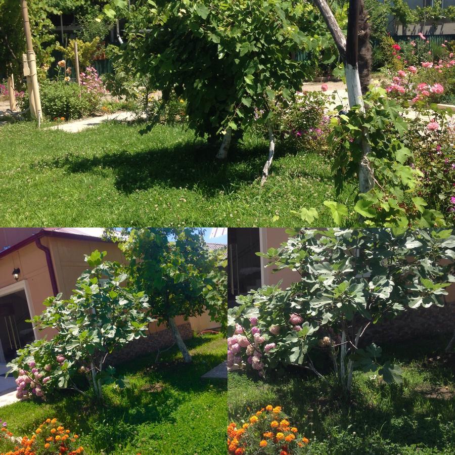 Inn Aхчыпсы Gagra Eksteriør billede